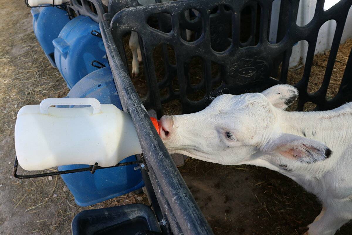 Avrupa'da görüp etkilendi: Devlet desteğiyle çiftlik kurdu - 2
