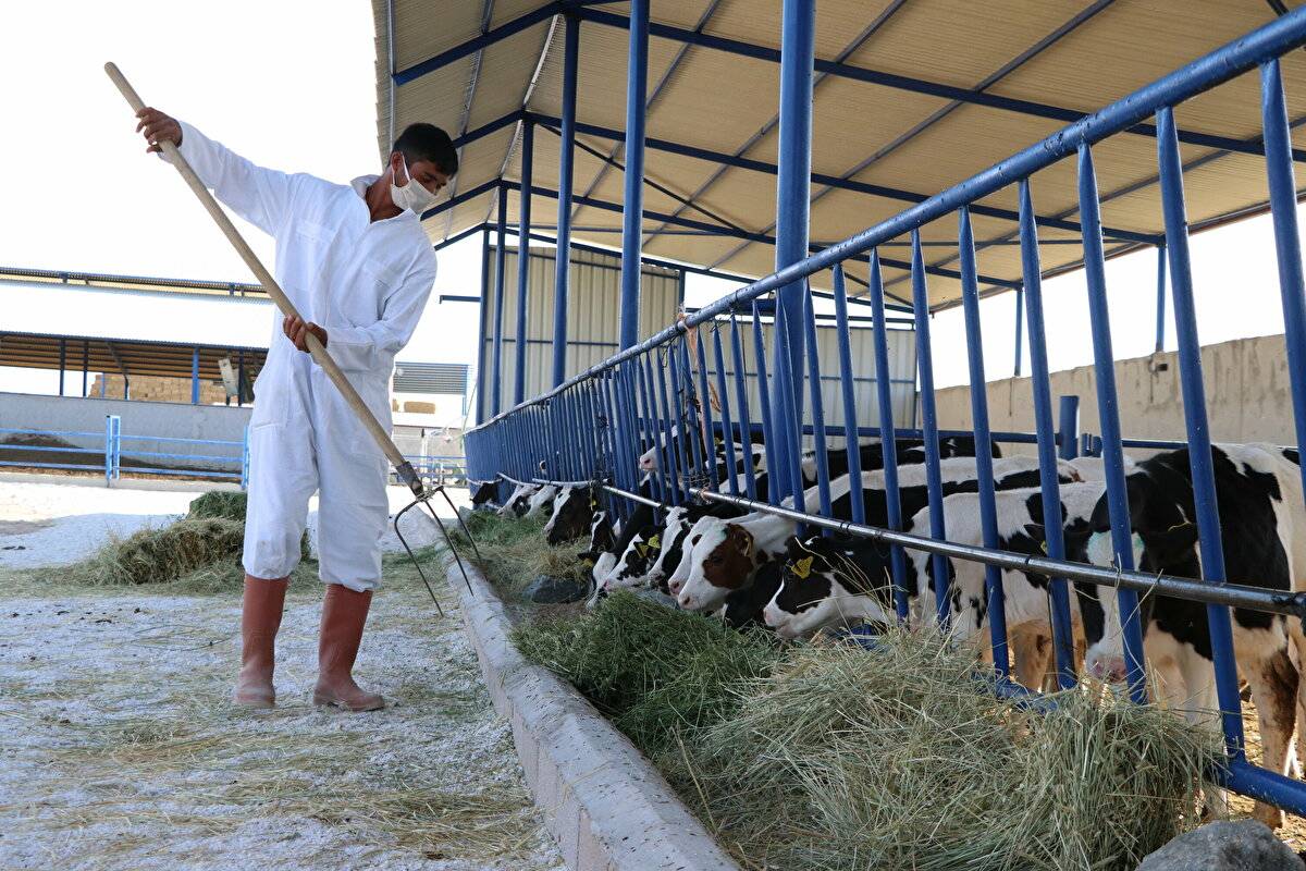 Avrupa'da görüp etkilendi: Devlet desteğiyle çiftlik kurdu - 9