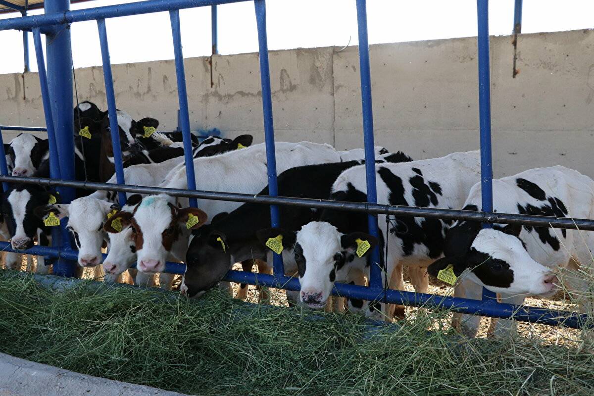 Avrupa'da görüp etkilendi: Devlet desteğiyle çiftlik kurdu - 19