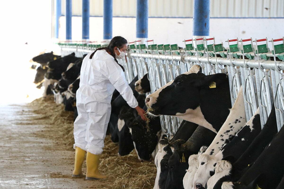 Avrupa'da görüp etkilendi: Devlet desteğiyle çiftlik kurdu - 1