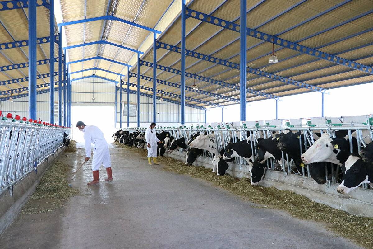 Avrupa'da görüp etkilendi: Devlet desteğiyle çiftlik kurdu - 12