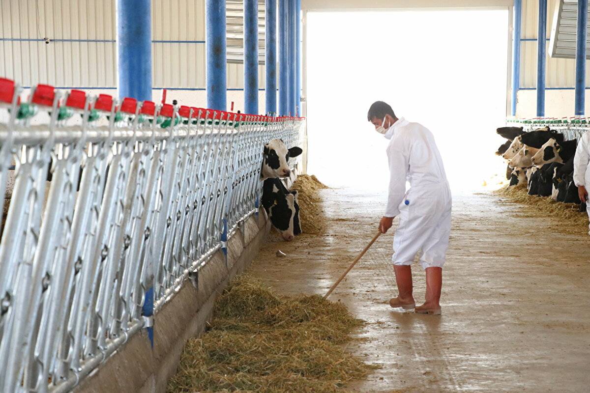 Avrupa'da görüp etkilendi: Devlet desteğiyle çiftlik kurdu - 3