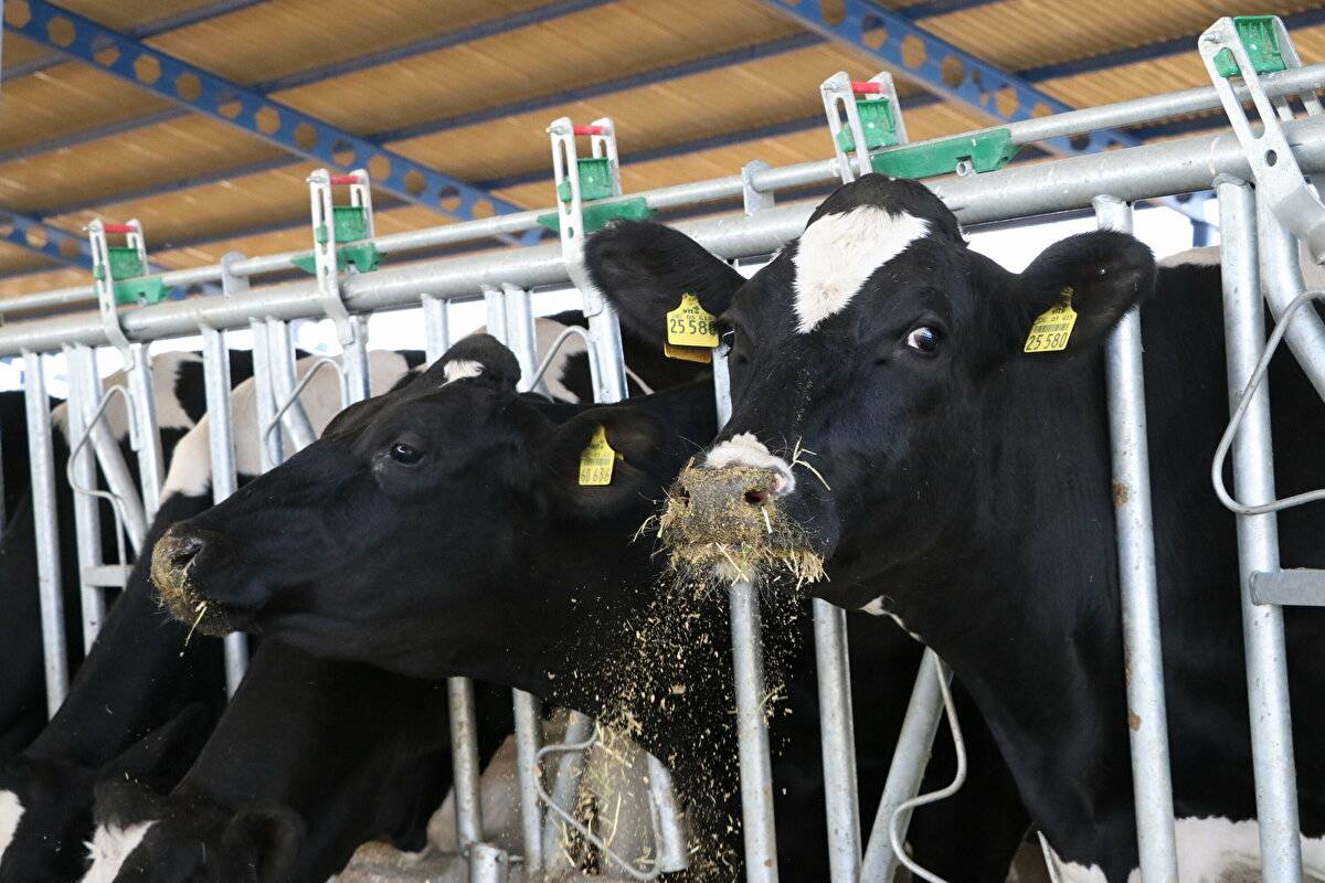 Avrupa'da görüp etkilendi: Devlet desteğiyle çiftlik kurdu - 4