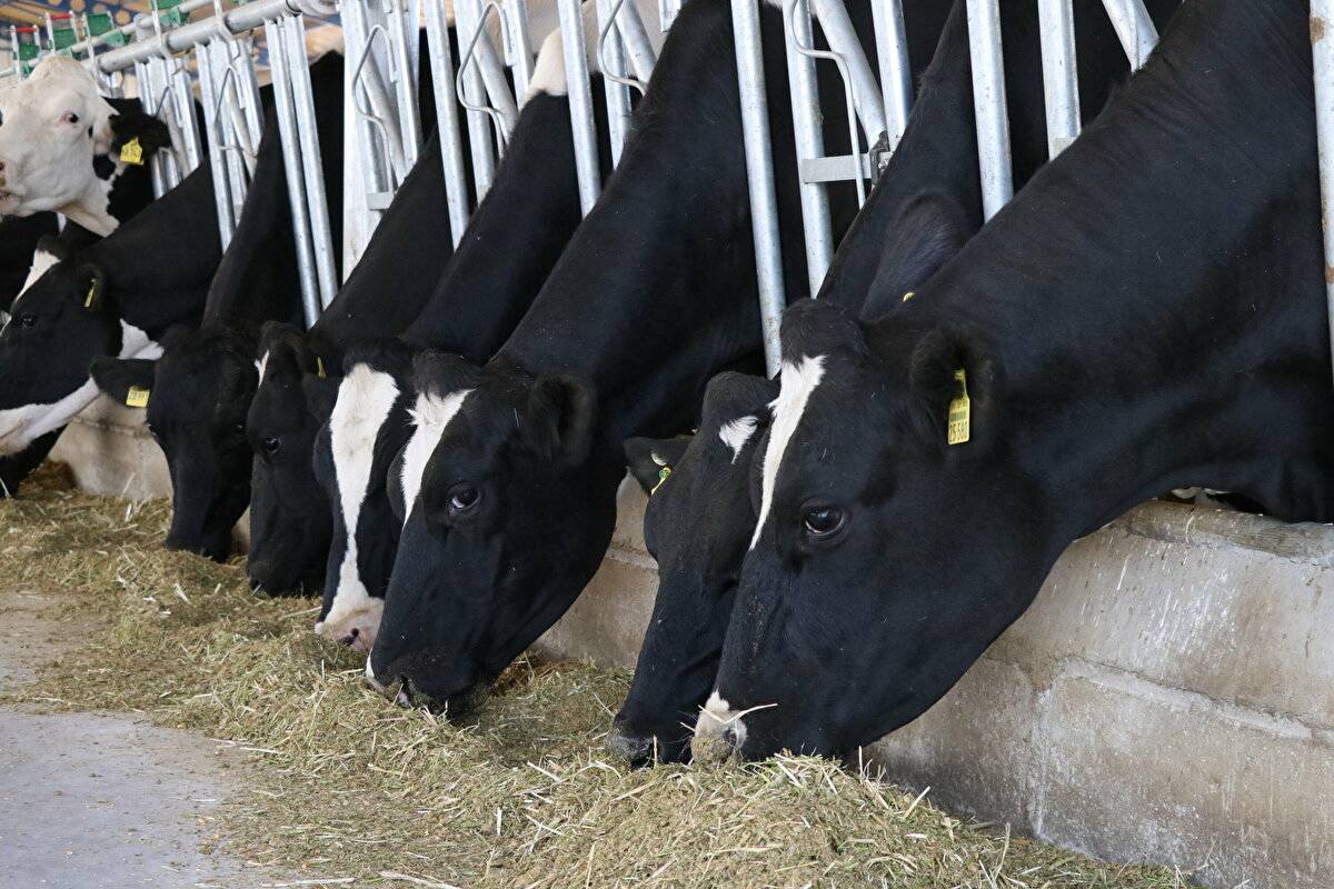 Avrupa'da görüp etkilendi: Devlet desteğiyle çiftlik kurdu - 13