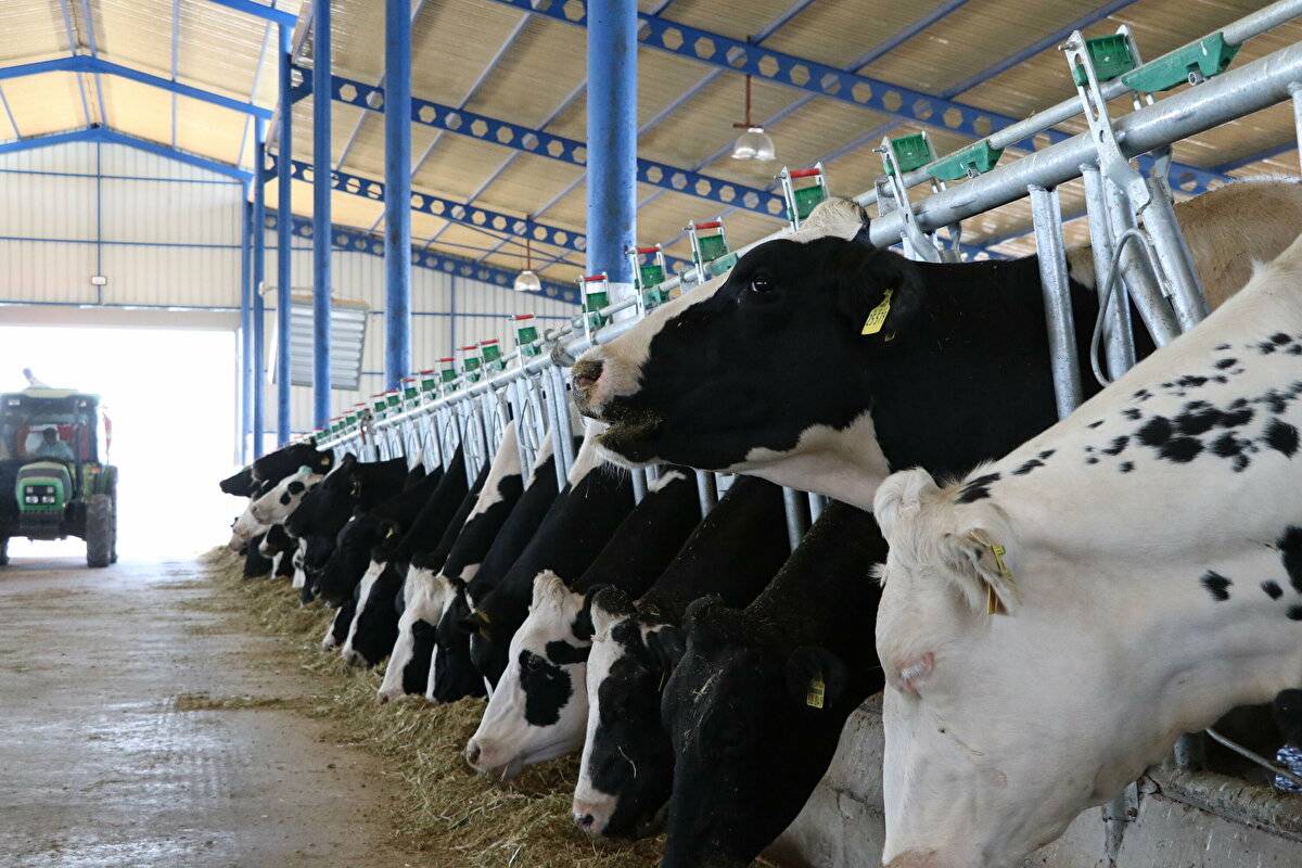 Avrupa'da görüp etkilendi: Devlet desteğiyle çiftlik kurdu - 6