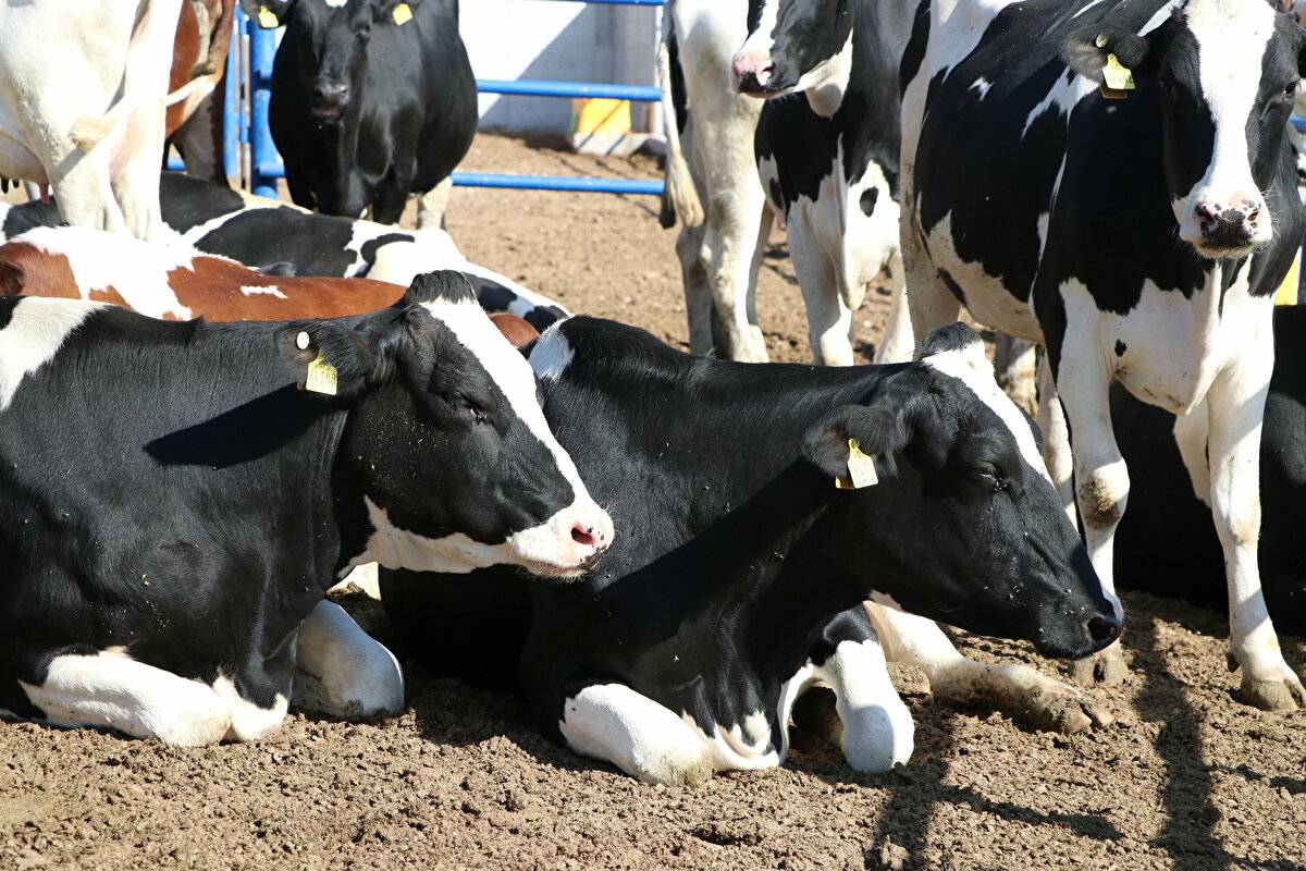 Avrupa'da görüp etkilendi: Devlet desteğiyle çiftlik kurdu - 7