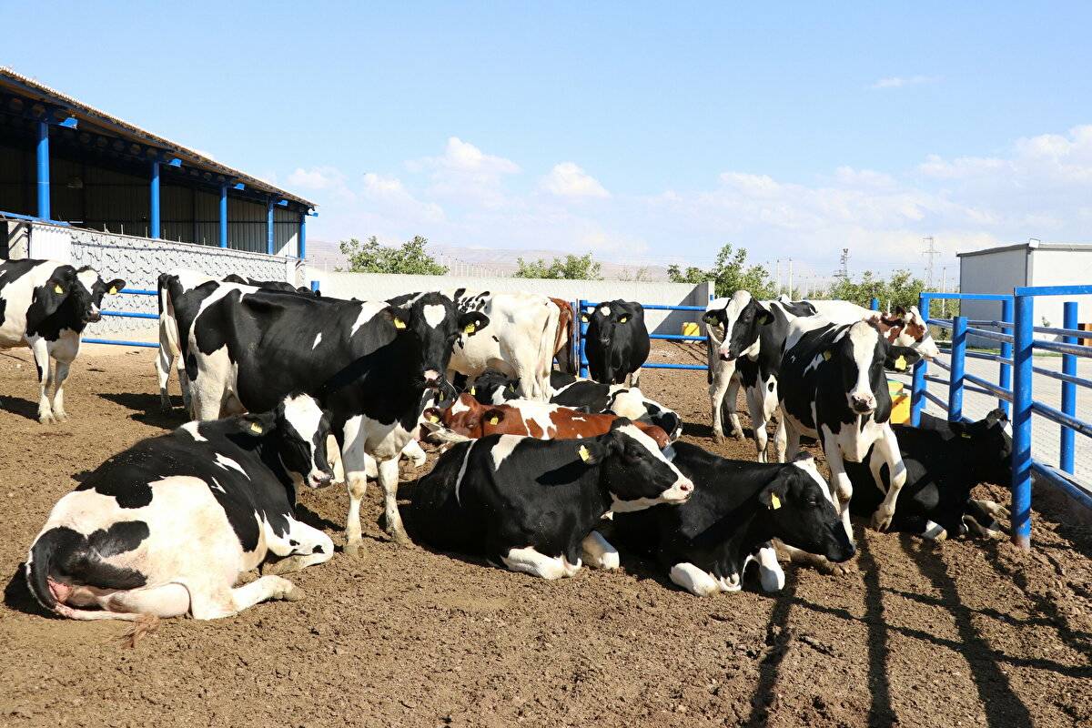 Avrupa'da görüp etkilendi: Devlet desteğiyle çiftlik kurdu - 5