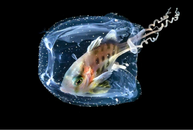 2021 Okyanus Fotoğrafları Yarışması'nın kazananları belli oldu - 15