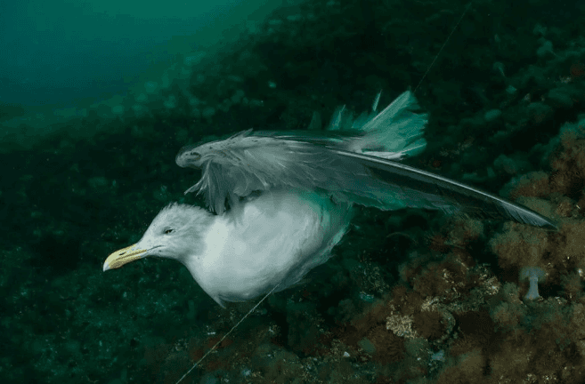 2021 Okyanus Fotoğrafları Yarışması'nın kazananları belli oldu - 8