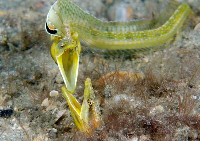 2021 Okyanus Fotoğrafları Yarışması'nın kazananları belli oldu - 2