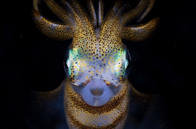 2021 Okyanus Fotoğrafları Yarışması'nın kazananları belli oldu - 1