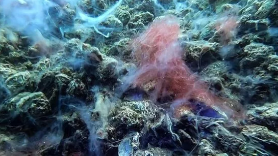 Marmara'dan sonra Karadeniz de ölüyor - 5