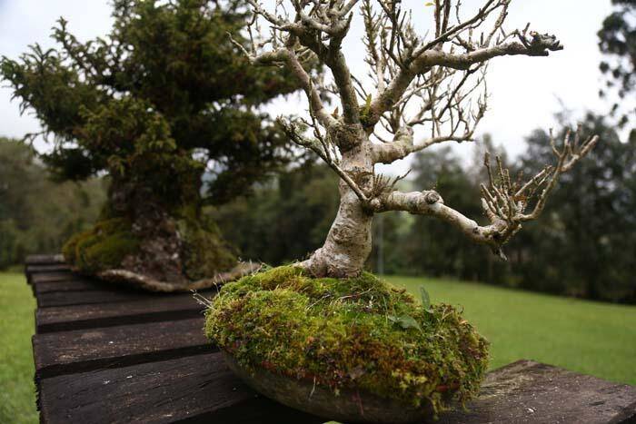 Kolombiya'nın kahve bölgesi Manizales'in doğası ziyaretçilerini cezbediyor - 5