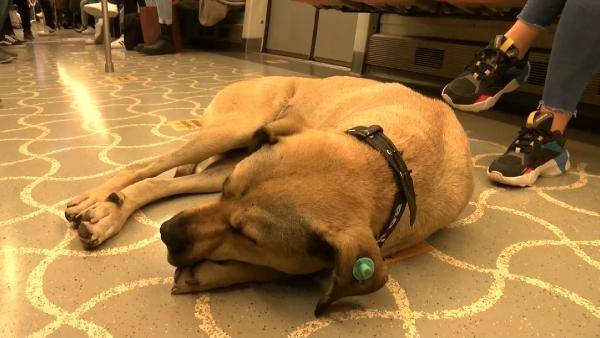 Mikroçip takılan Boji böyle takip ediliyor; bir günde 29 durak gezdi - 5