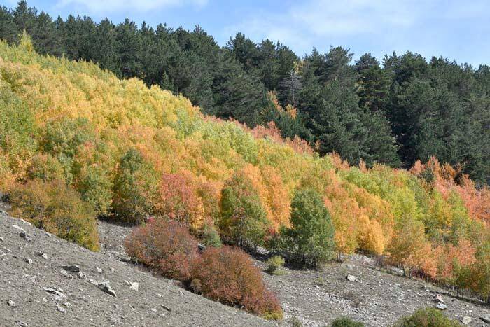 Soğanlı Dağları sonbaharın renklerine büründü - 2
