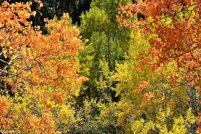 Soğanlı Dağları sonbaharın renklerine büründü - 4