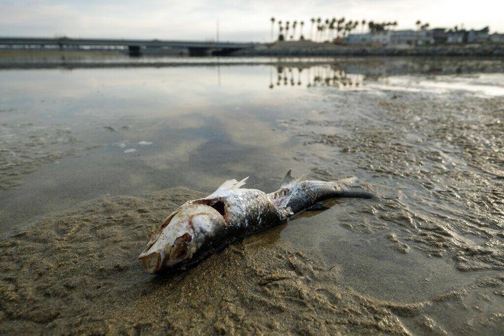 ABD'de California tarihinin en büyük petrol sızıntılarından biri: Sahiller kapatıldı - 4