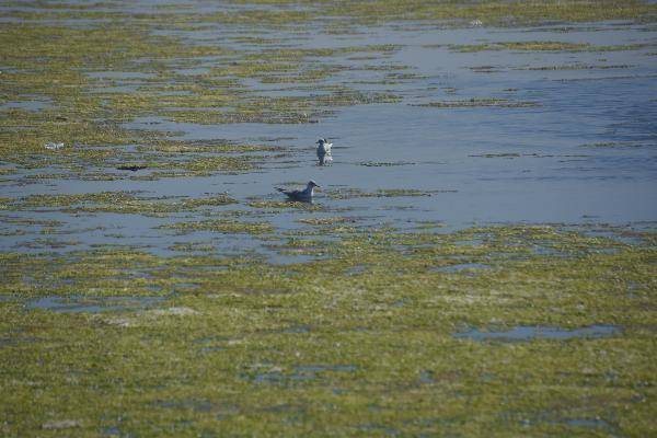 İzmir'de deniz yeşile büründü - 5