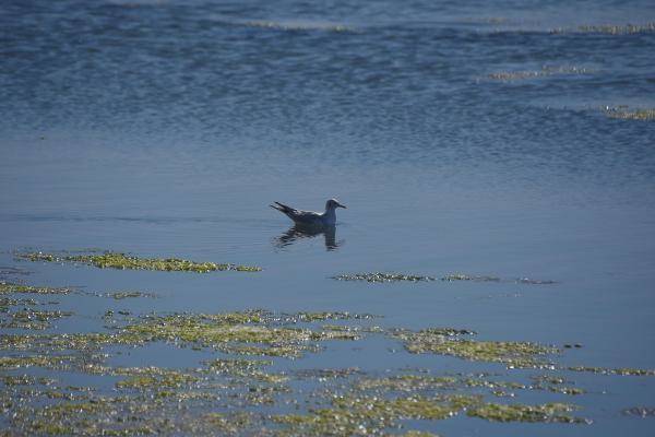 İzmir'de deniz yeşile büründü - 8