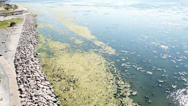 İzmir'de deniz yeşile büründü - 10