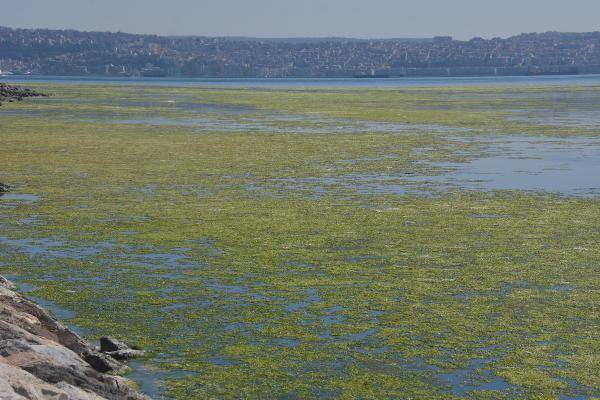 İzmir'de deniz yeşile büründü - 4