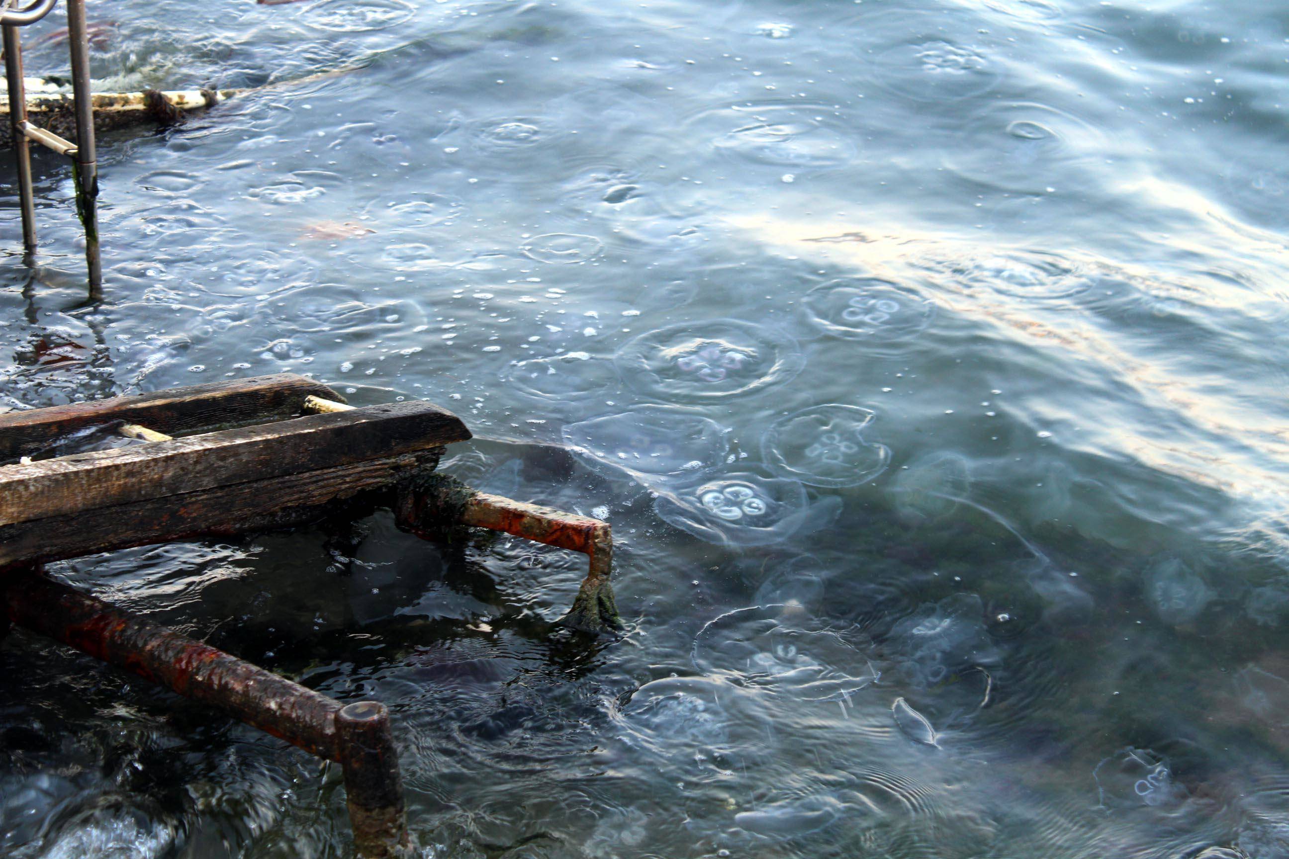 Endişe veren görüntü! Tüm sahili kapladı - 2