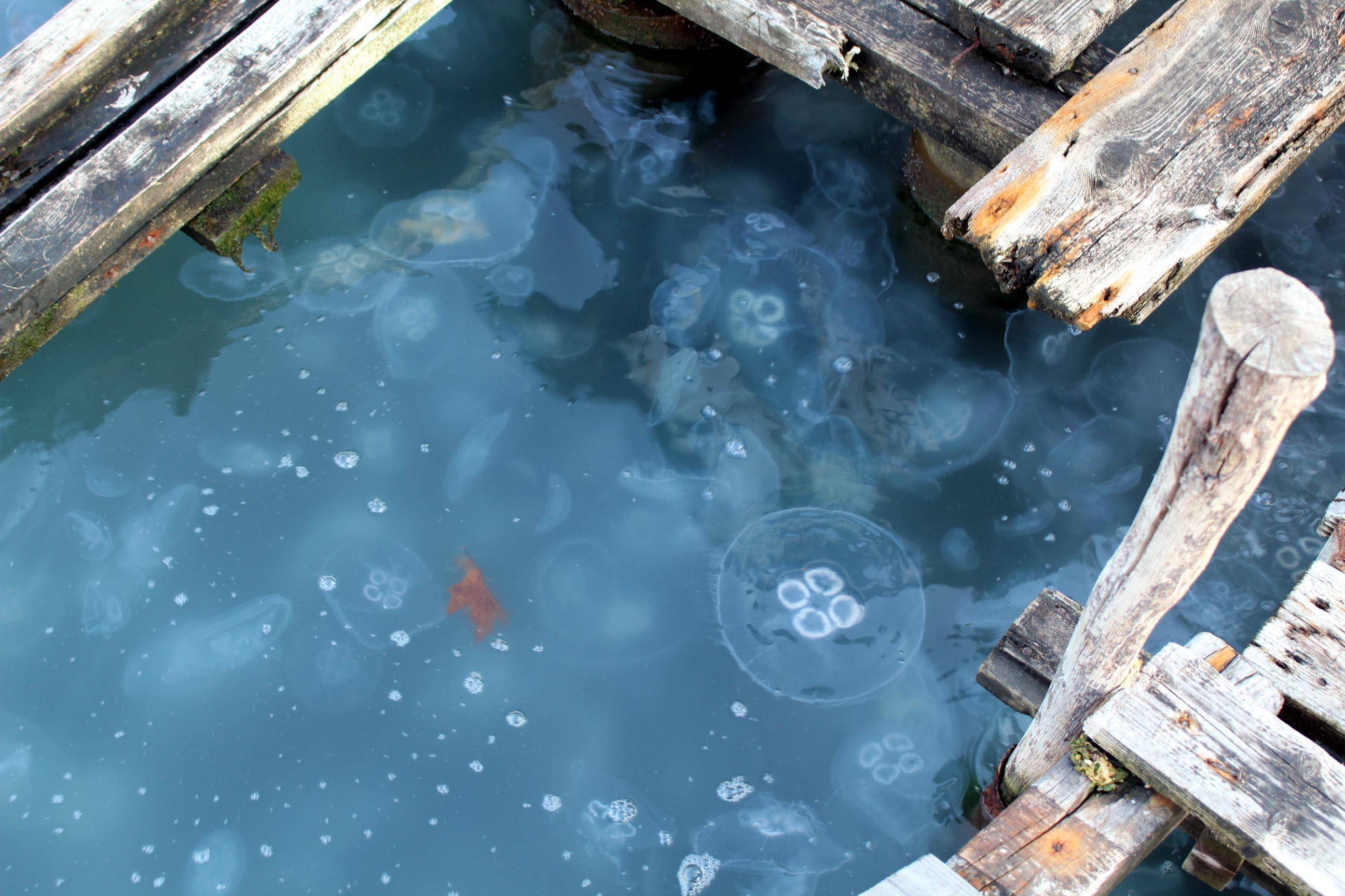 Endişe veren görüntü! Tüm sahili kapladı - 1