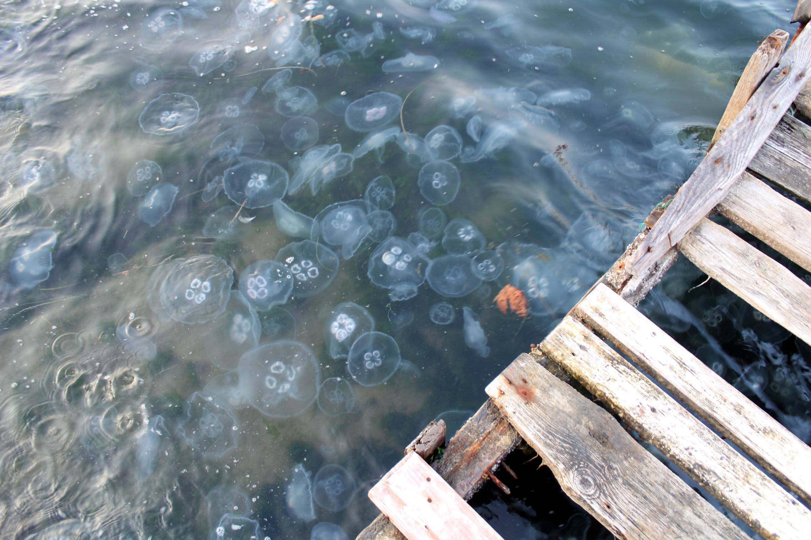 Endişe veren görüntü! Tüm sahili kapladı - 3