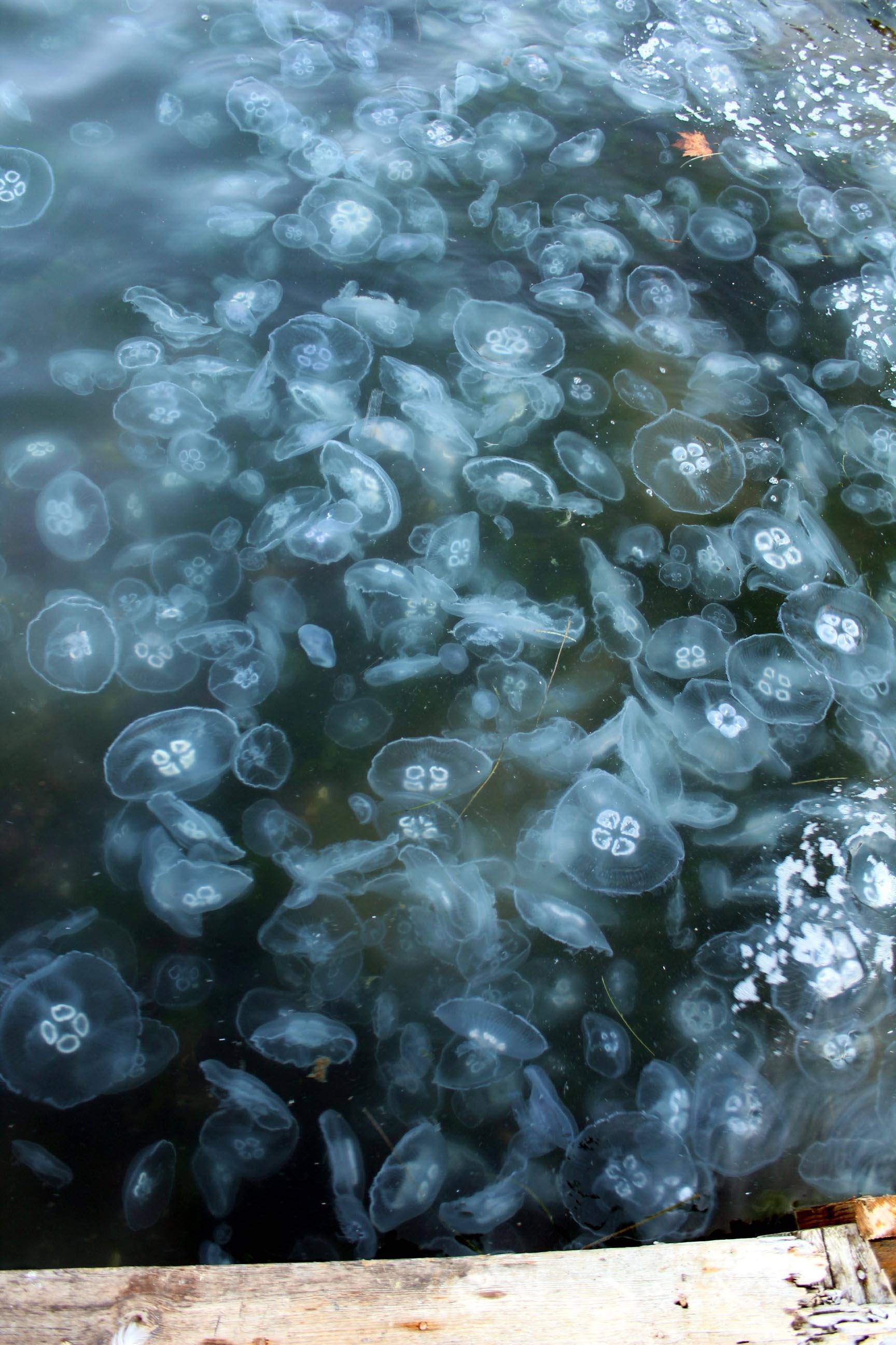 Endişe veren görüntü! Tüm sahili kapladı - 5