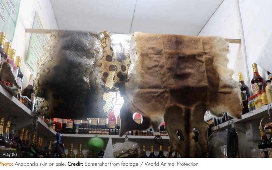 Bir sonraki salgın buradan çıkabilir: 200’den fazla türün Peru’da yasadışı olarak satıldığı ortaya çıktı - 87010