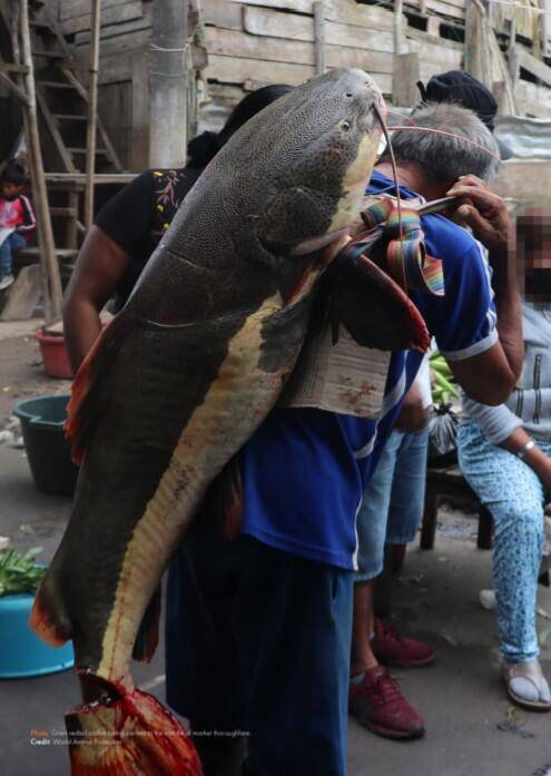 Bir sonraki salgın buradan çıkabilir: 200’den fazla türün Peru’da yasadışı olarak satıldığı ortaya çıktı - 8