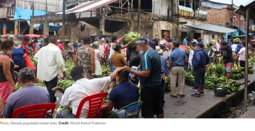Bir sonraki salgın buradan çıkabilir: 200’den fazla türün Peru’da yasadışı olarak satıldığı ortaya çıktı - 87012