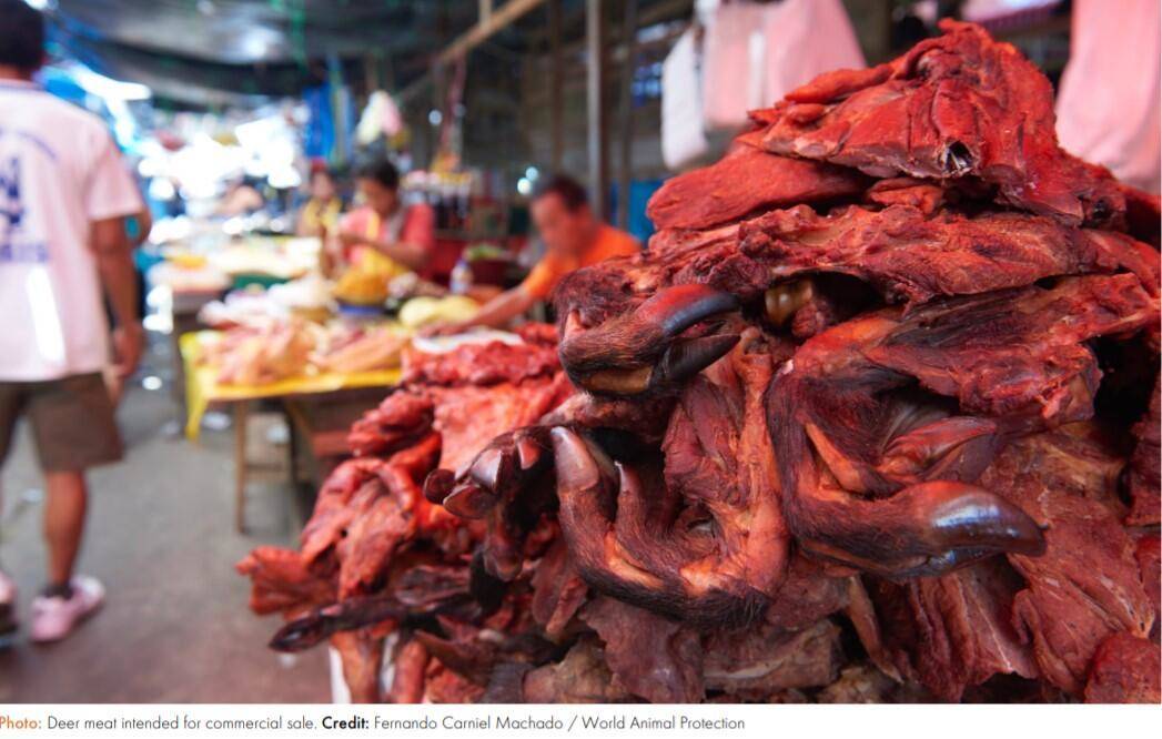 Bir sonraki salgın buradan çıkabilir: 200’den fazla türün Peru’da yasadışı olarak satıldığı ortaya çıktı - 87013