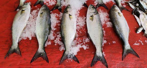 ‘Palamut nesli tehlikede; avlanma boyu 39 santimetre olsun' - 1