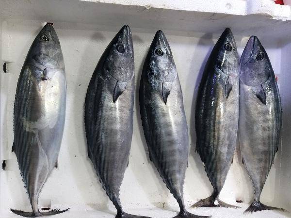 ‘Palamut nesli tehlikede; avlanma boyu 39 santimetre olsun' - 2