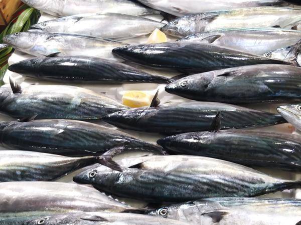 ‘Palamut nesli tehlikede; avlanma boyu 39 santimetre olsun' - 6