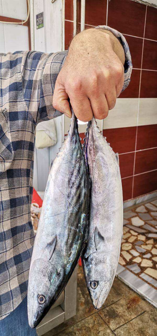 ‘Palamut nesli tehlikede; avlanma boyu 39 santimetre olsun' - 3