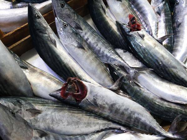 ‘Palamut nesli tehlikede; avlanma boyu 39 santimetre olsun' - 4