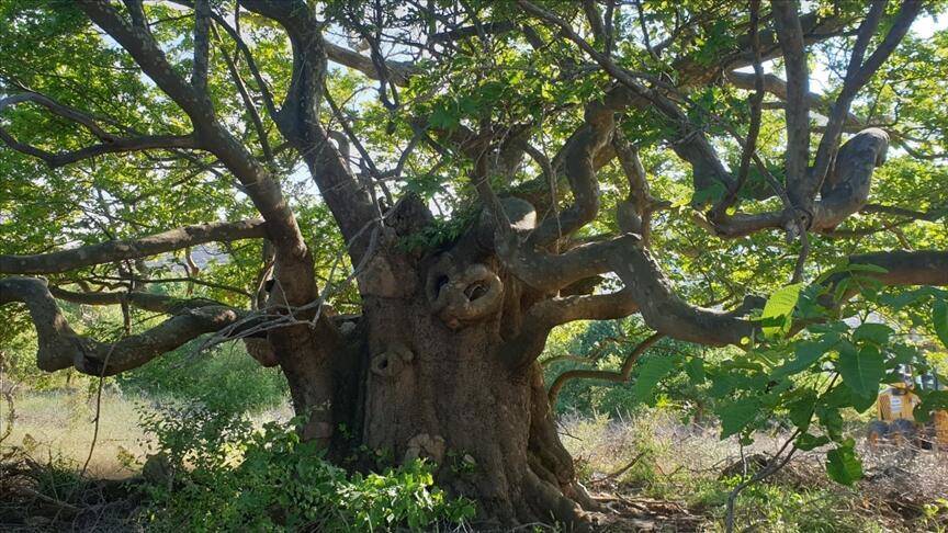 Aşırı sıcaklıklar hızla büyüyen şehirleri kavuruyor, ölümlere neden olabilir - 4