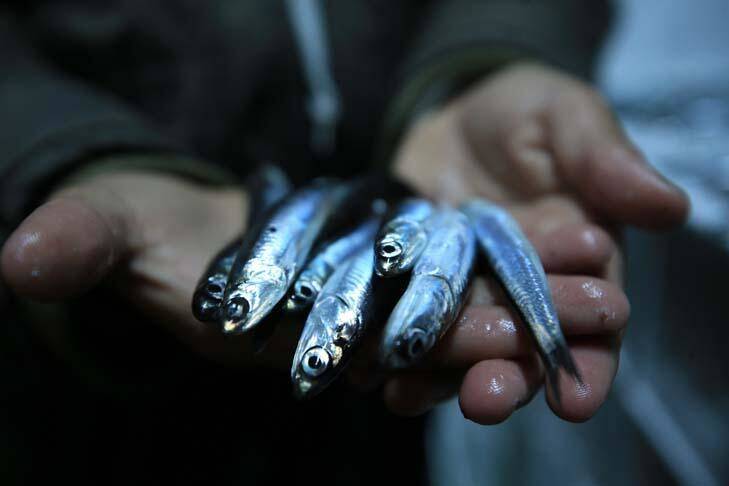 Karadeniz'de hamsi bereketi yaşanıyor - 7