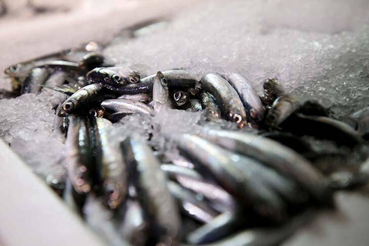 Karadeniz'de hamsi bereketi yaşanıyor - 4