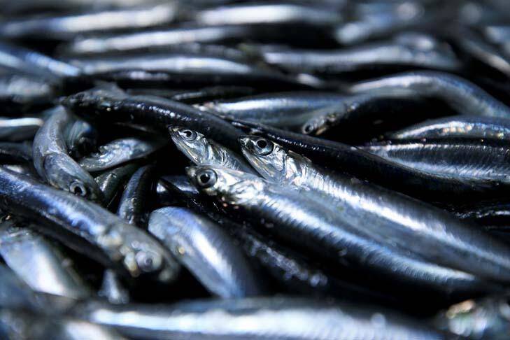 Karadeniz'de hamsi bereketi yaşanıyor - 1