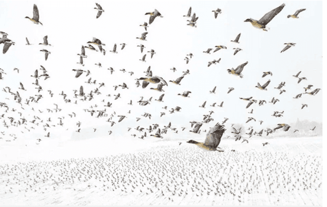 Avrupa'nın en iyi vahşi yaşam fotoğrafları seçildi - 2