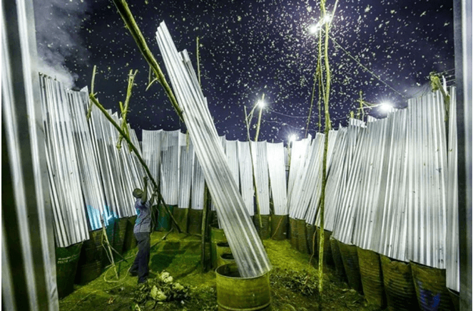 Avrupa'nın en iyi vahşi yaşam fotoğrafları seçildi - 4