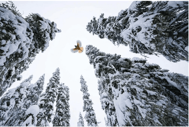 Avrupa'nın en iyi vahşi yaşam fotoğrafları seçildi - 6