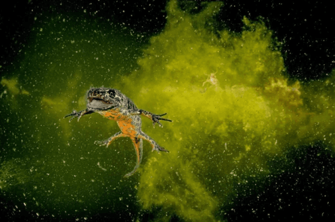 Avrupa'nın en iyi vahşi yaşam fotoğrafları seçildi - 7