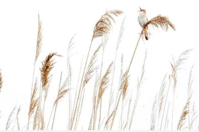 Avrupa'nın en iyi vahşi yaşam fotoğrafları seçildi - 8