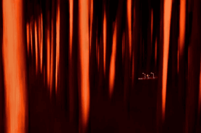 Avrupa'nın en iyi vahşi yaşam fotoğrafları seçildi - 9