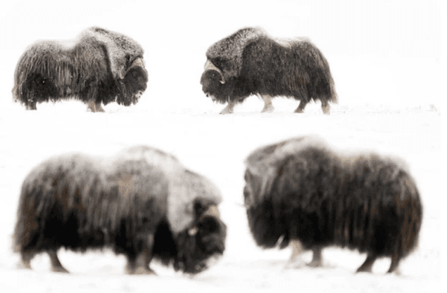 Avrupa'nın en iyi vahşi yaşam fotoğrafları seçildi - 11