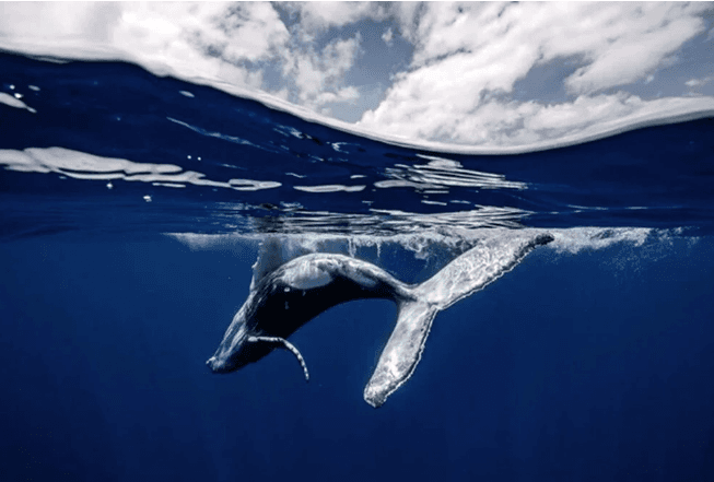 Avrupa'nın en iyi vahşi yaşam fotoğrafları seçildi - 15